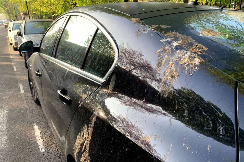 Η κουτσουλιά από πουλί θεωρείται γούρι, αλλά...