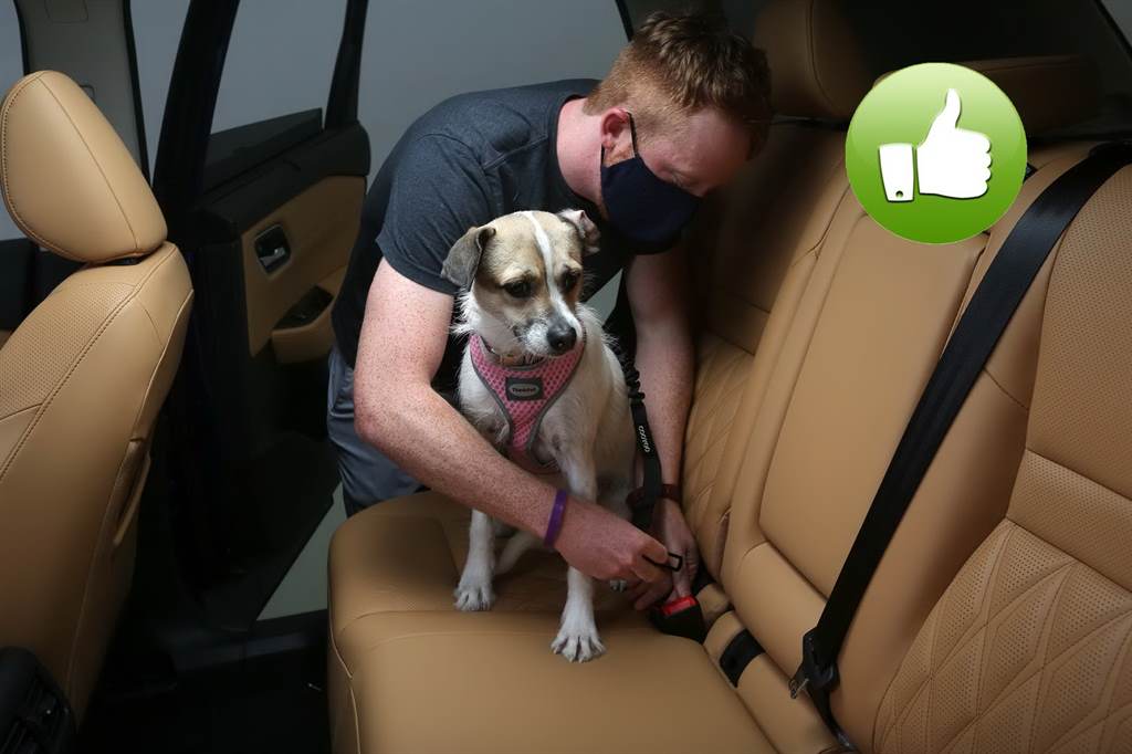 nissan pet safety dog with fastened seatbelt green like icon