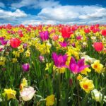 Opel-Pollen-Filters_ 04