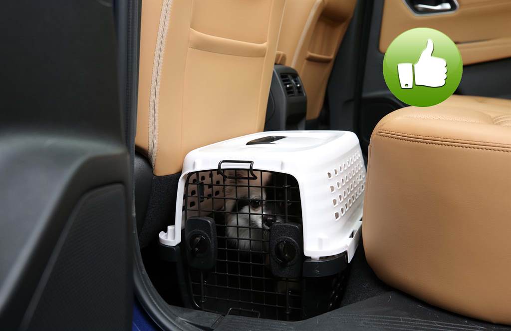 SafePets_05
