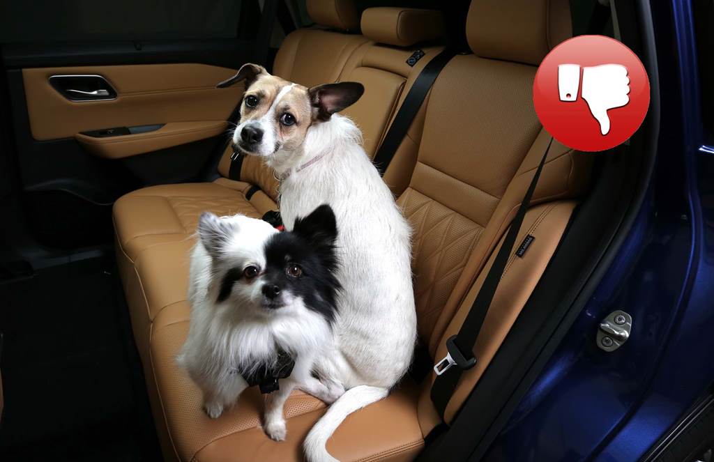 SafePets_06
