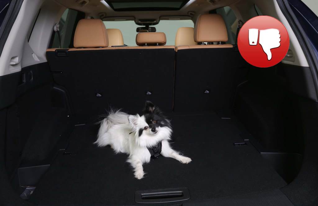 SafePets_09
