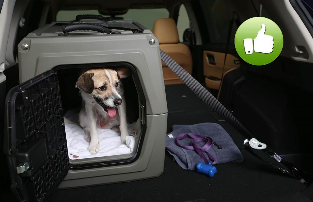 SafePets_10